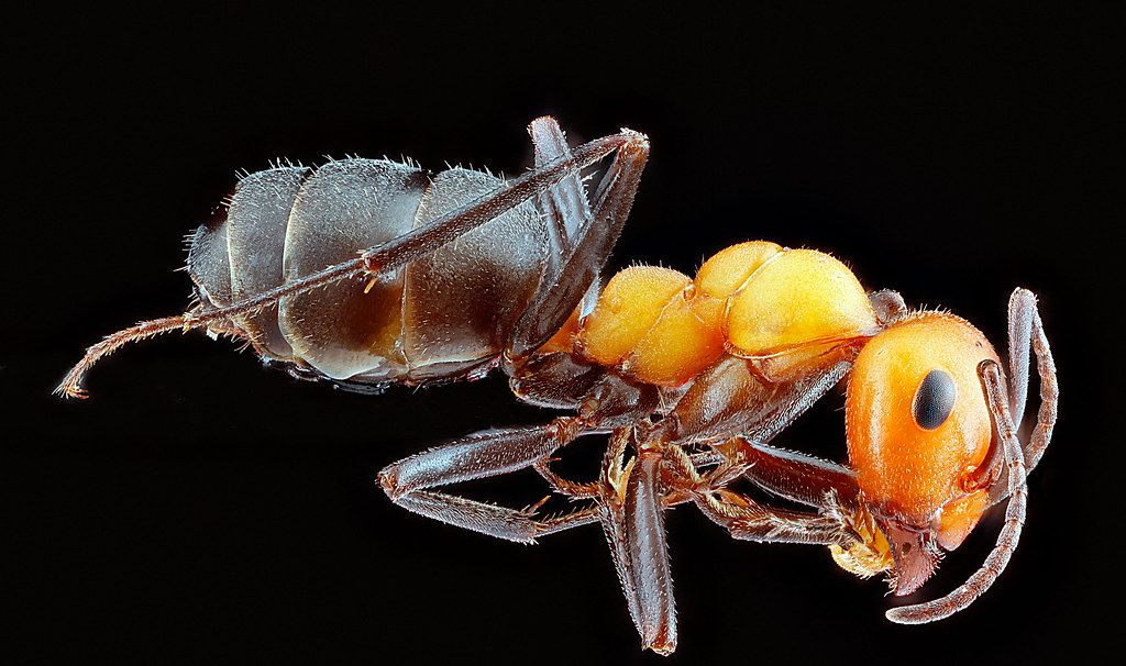 Ant Control service in Delano, CA