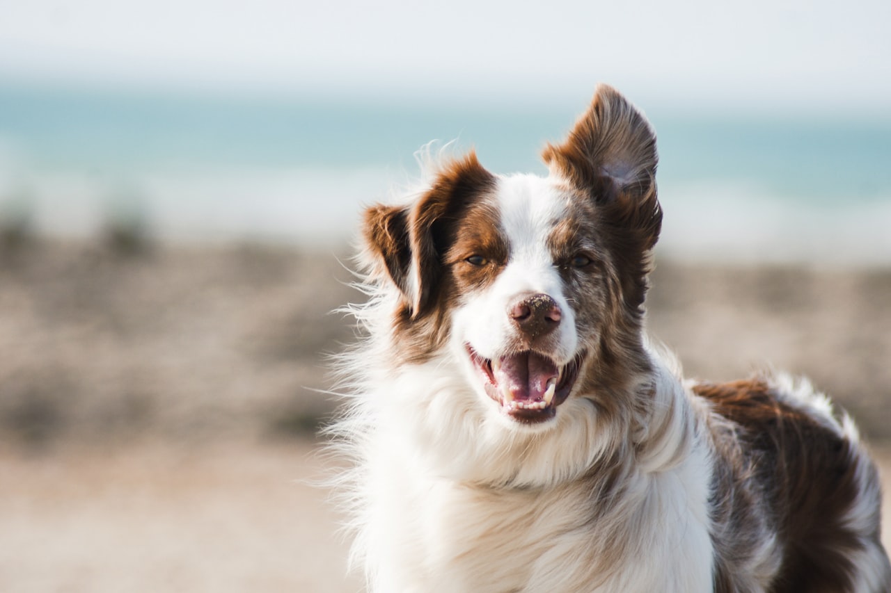 Flea & Tick Control service in Delano, CA