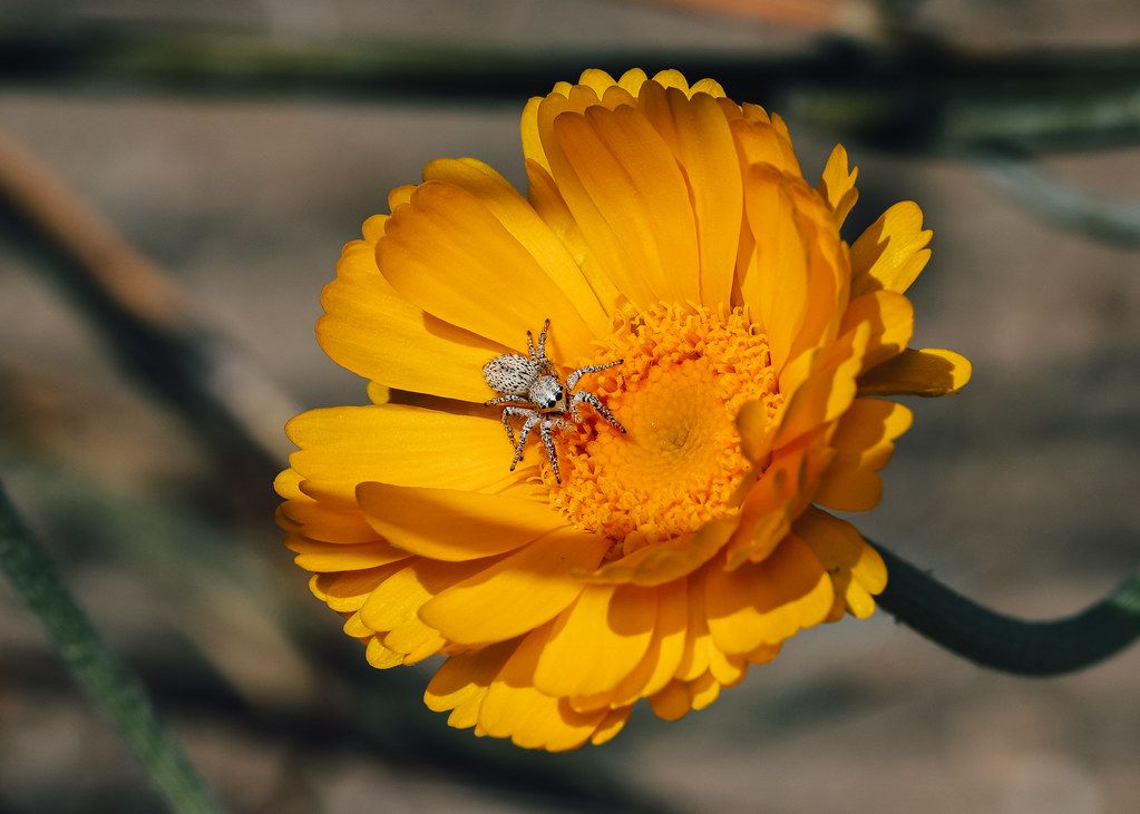 Spider Control service in Delano, CA